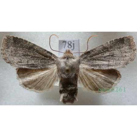 Conistra ligula (Esper, 1791) Porożnica Czech78j